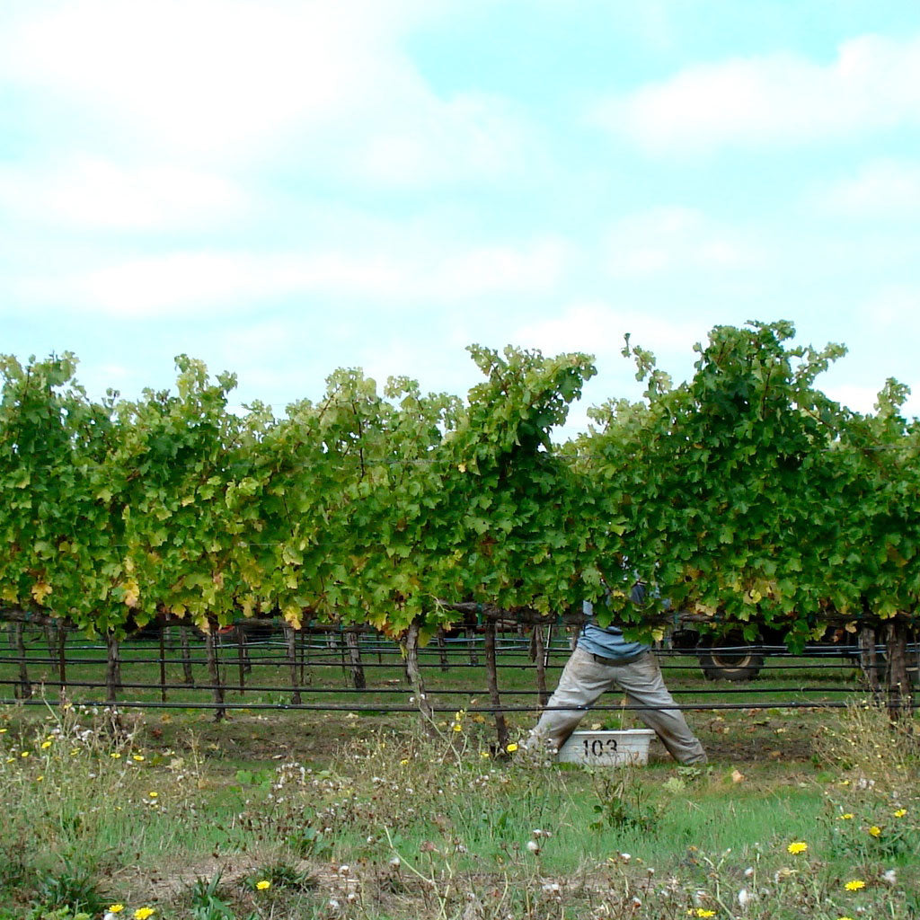 La magia del Fiano di Avellino DOCG