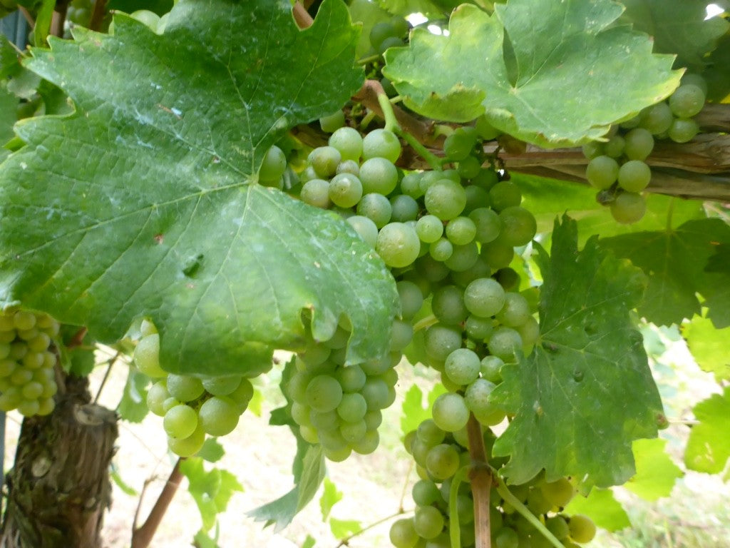 10 vini irpini da non perdersi