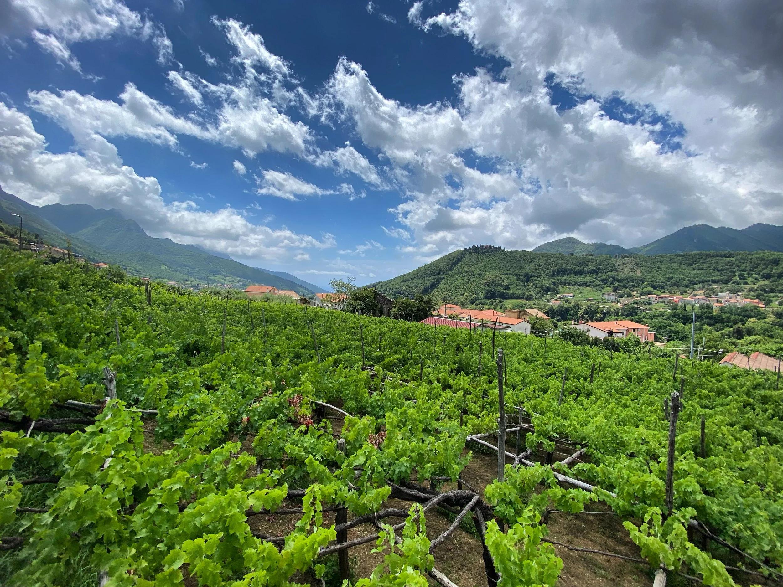 Tenuta San Francesco - Vigneto a Tramonti