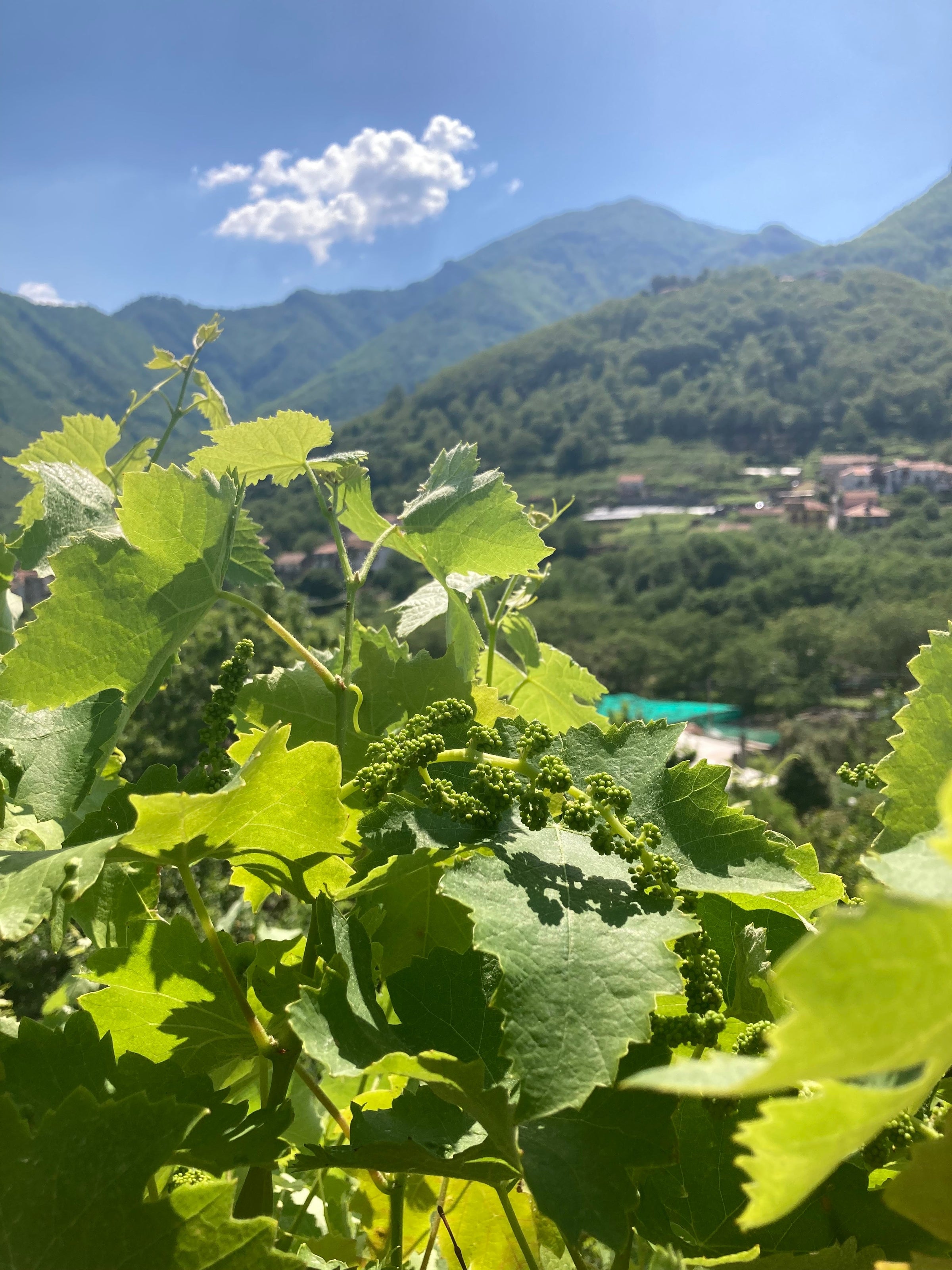 Vigne Inizio Estate Monti Lattari