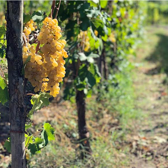 Grappolo Catalanesca Monte Somma terroir vulcanico Vesuvio Cantine Olivella