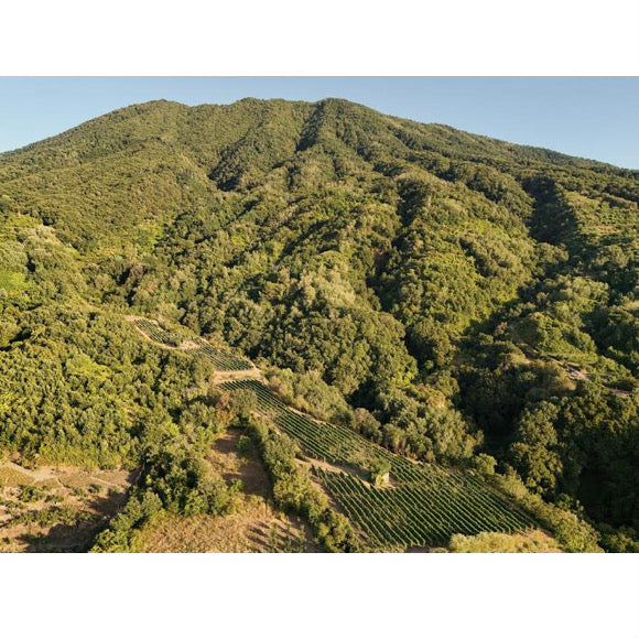 Vigneto Catalanesca Monte Somma terroir vulcanico Vesuvio Cantine Olivella